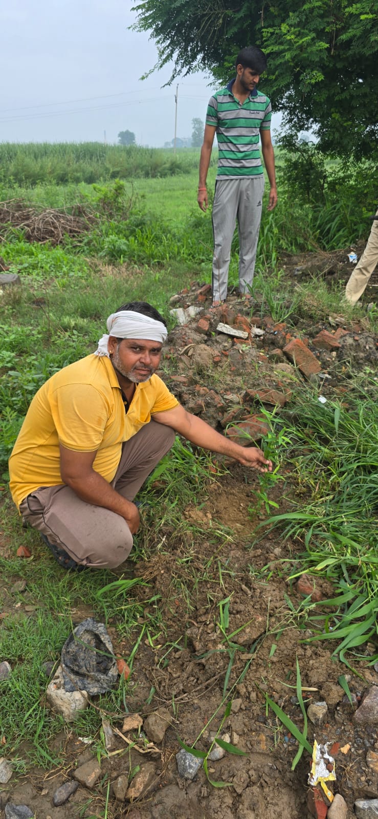 tree plantation